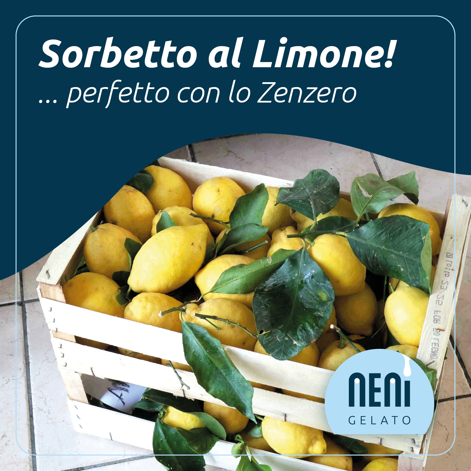 SOCIAL-limoni